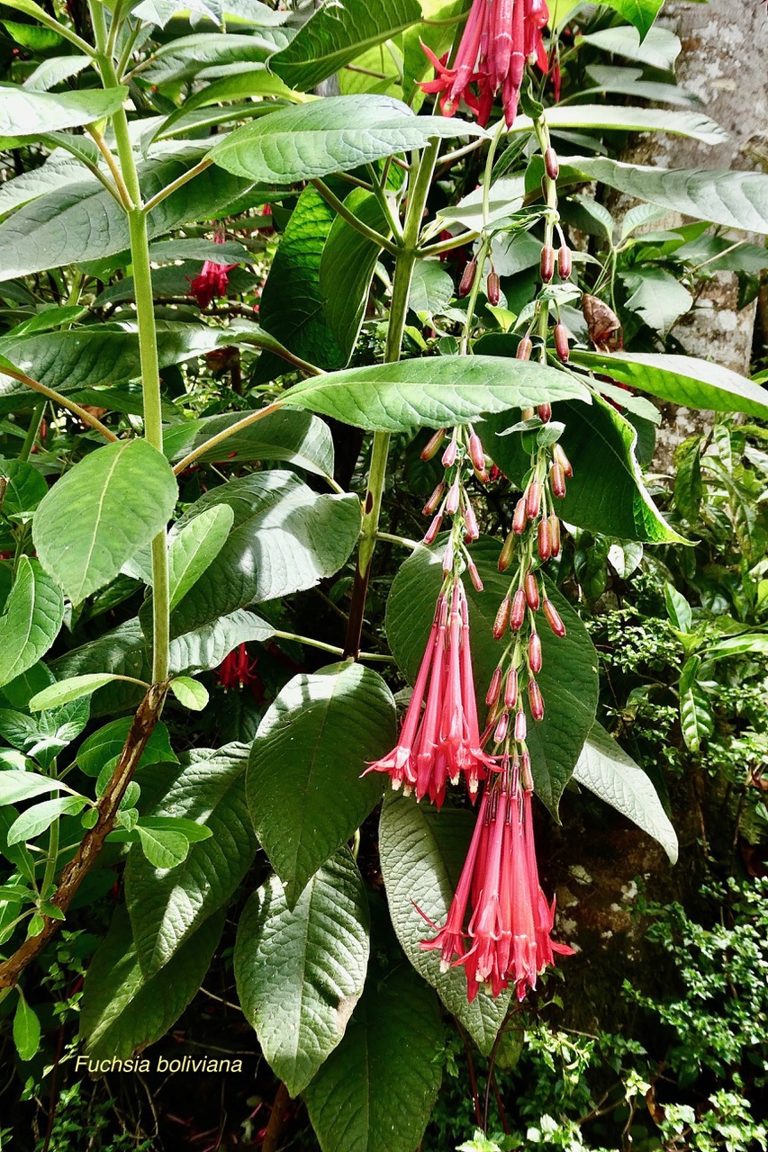 Fuchsia boliviana.fuchsia de Bolivie.fuchsia à grandes fleurs.onagraceae.espèce envahissante. (1).jpeg