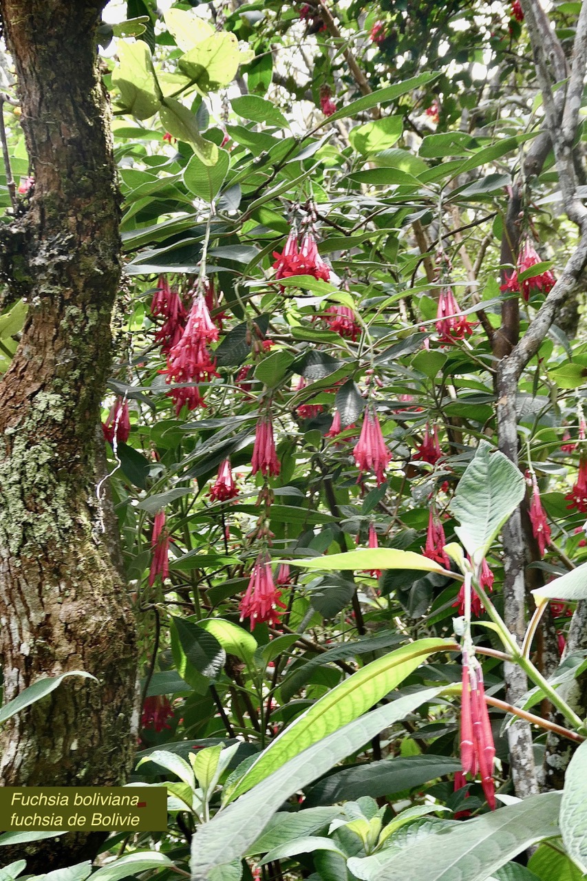 Fuchsia boliviana.fuchsia de Bolivie.fuchsia à grandes fleurs.onagraceae.espèce envahissante..jpeg