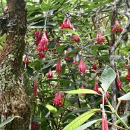 Fuchsia boliviana.fuchsia de Bolivie.fuchsia à grandes fleurs.onagraceae.espèce envahissante..jpeg