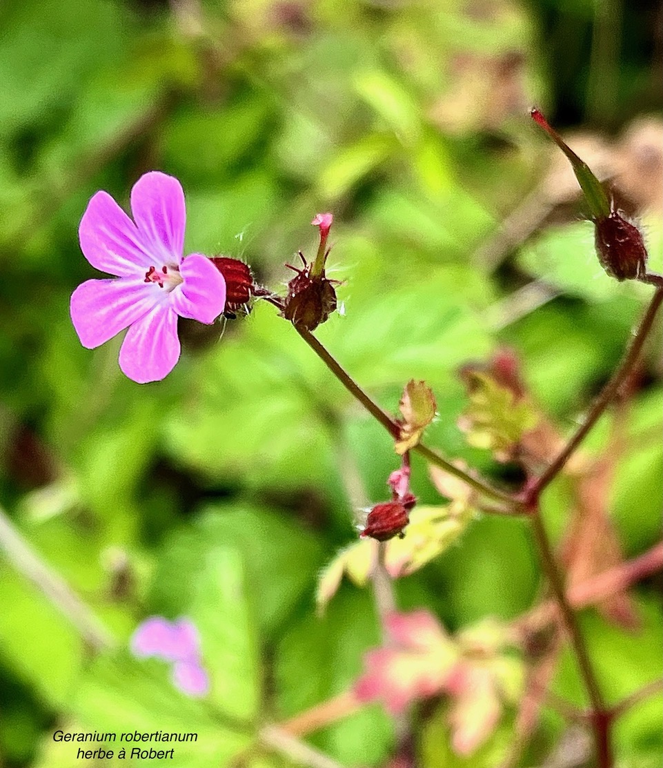 Geranium robertianum.herbe à Robert.geraniaceae.espèce envahissante.jpeg