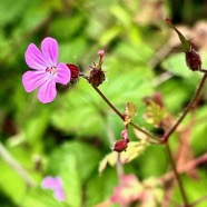 Geranium robertianum.herbe à Robert.geraniaceae.espèce envahissante.jpeg