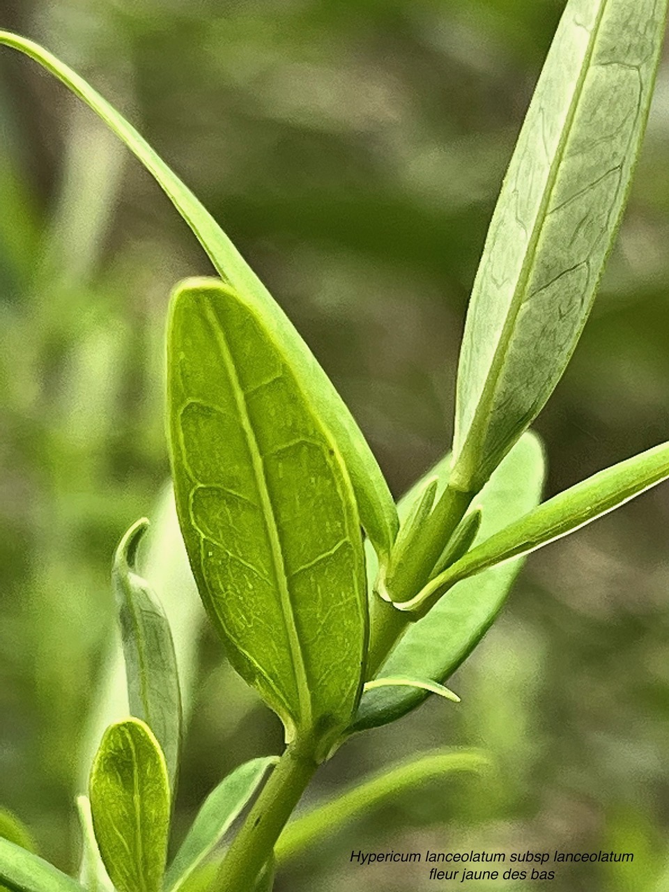 Hypericum lanceolatum subsp lanceolatum.fleur jaune des bas.hypericaceae.indigène Mascareignes. (1).jpeg