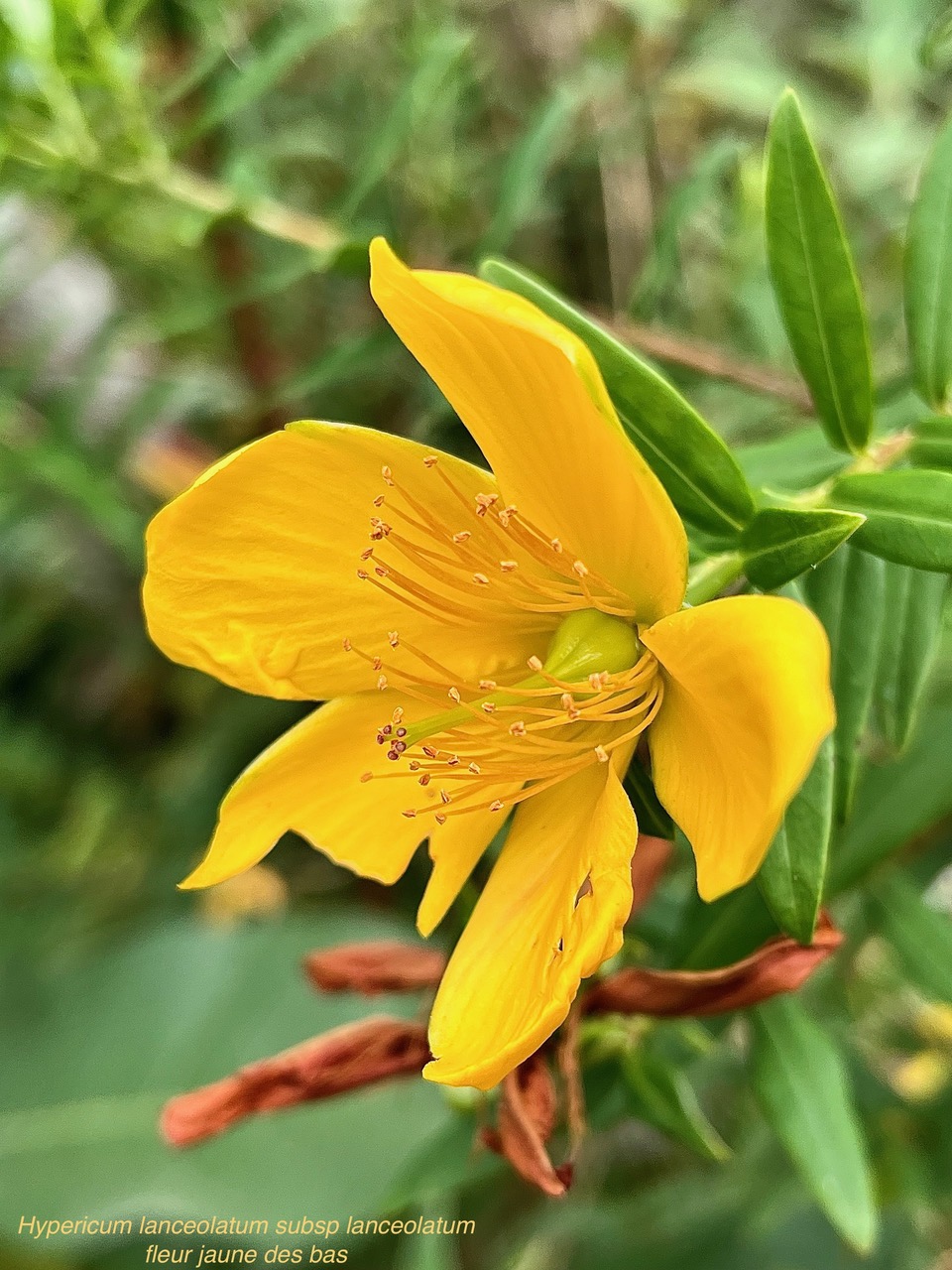 Hypericum lanceolatum subsp lanceolatum.fleur jaune des bas.hypericaceae.indigène Mascareignes..jpeg