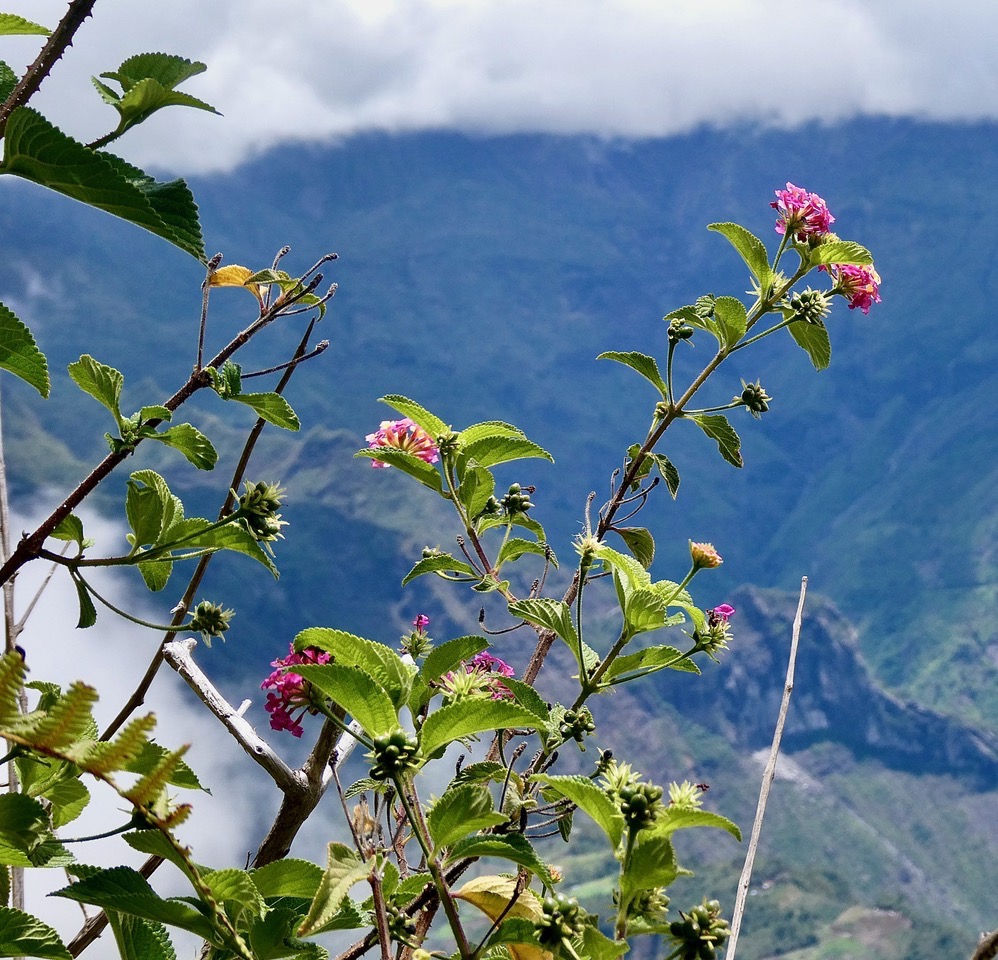 Lantana camara . galabert.corbeille d’or.verbenaceae..jpeg