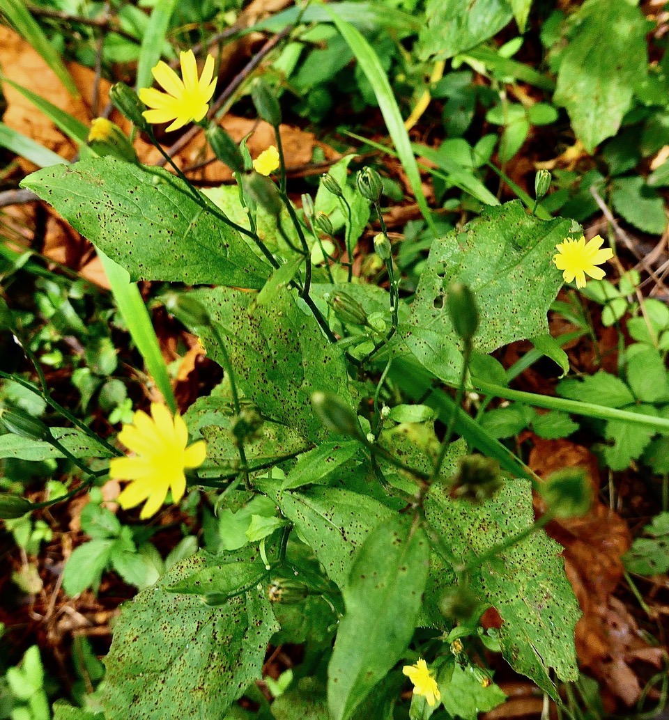 Lapsana communis.lastron marron.asteraceae.amphinaturalisé.espèce envahissante. (1).jpeg