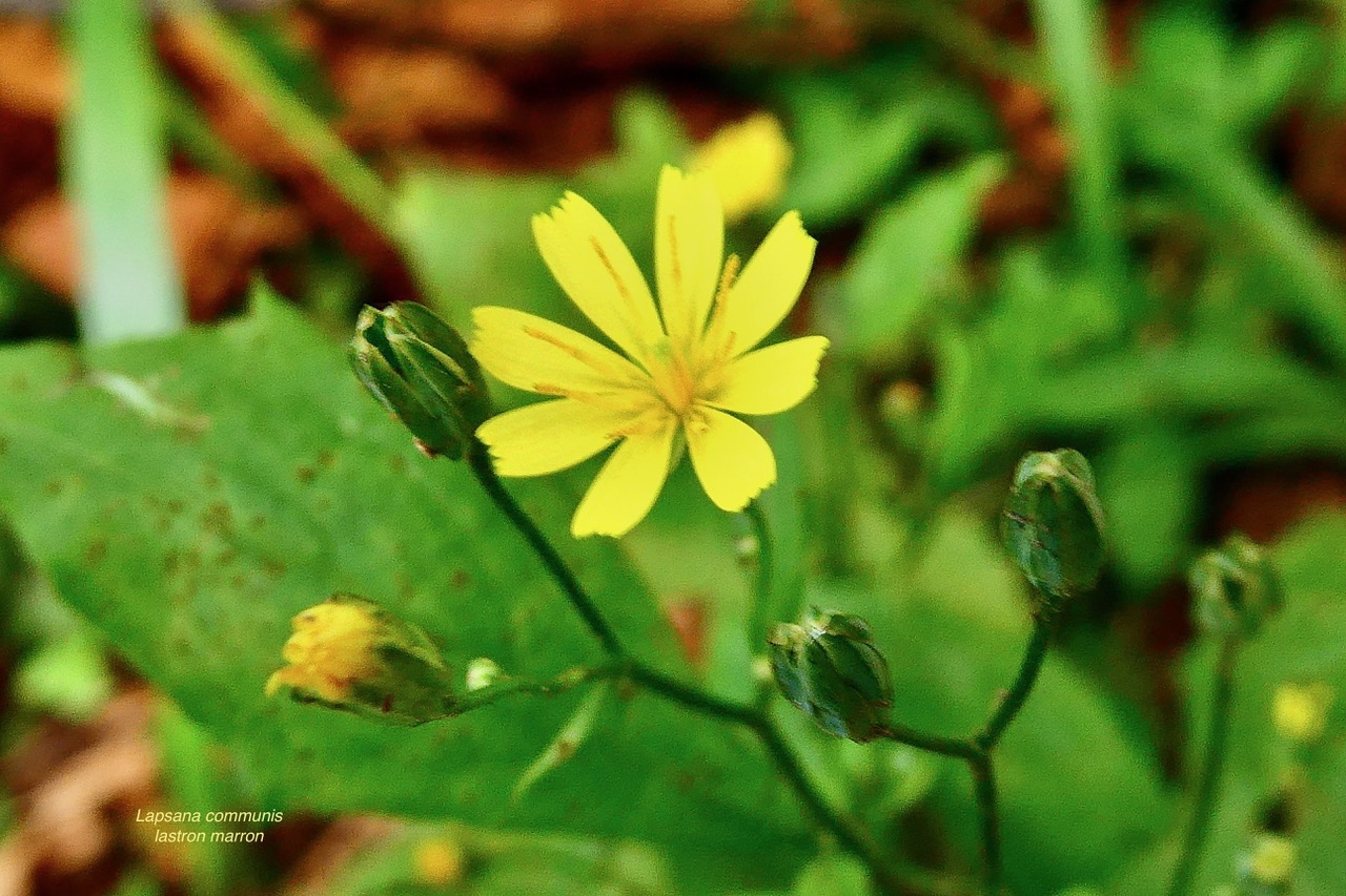 Lapsana communis.lastron marron.asteraceae.amphinaturalisé.espèce envahissante..jpeg