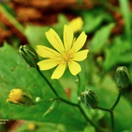 Lapsana communis.lastron marron.asteraceae.amphinaturalisé.espèce envahissante..jpeg