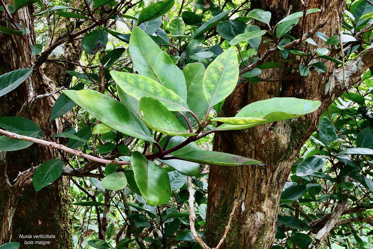 Nuxia verticillata.bois maigre.stilbaceae.endémique Réunion Maurice..jpeg