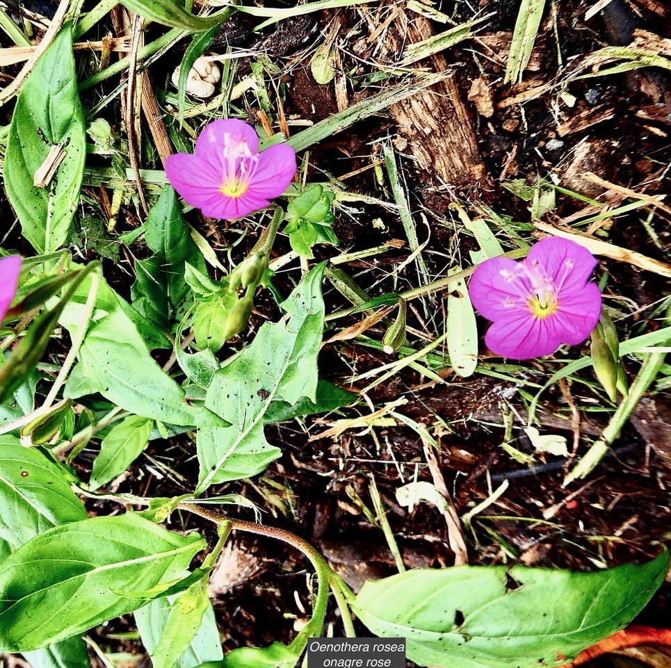 Oenothera rosea   onagre rose onagraceae.espèce envahissante.jpeg