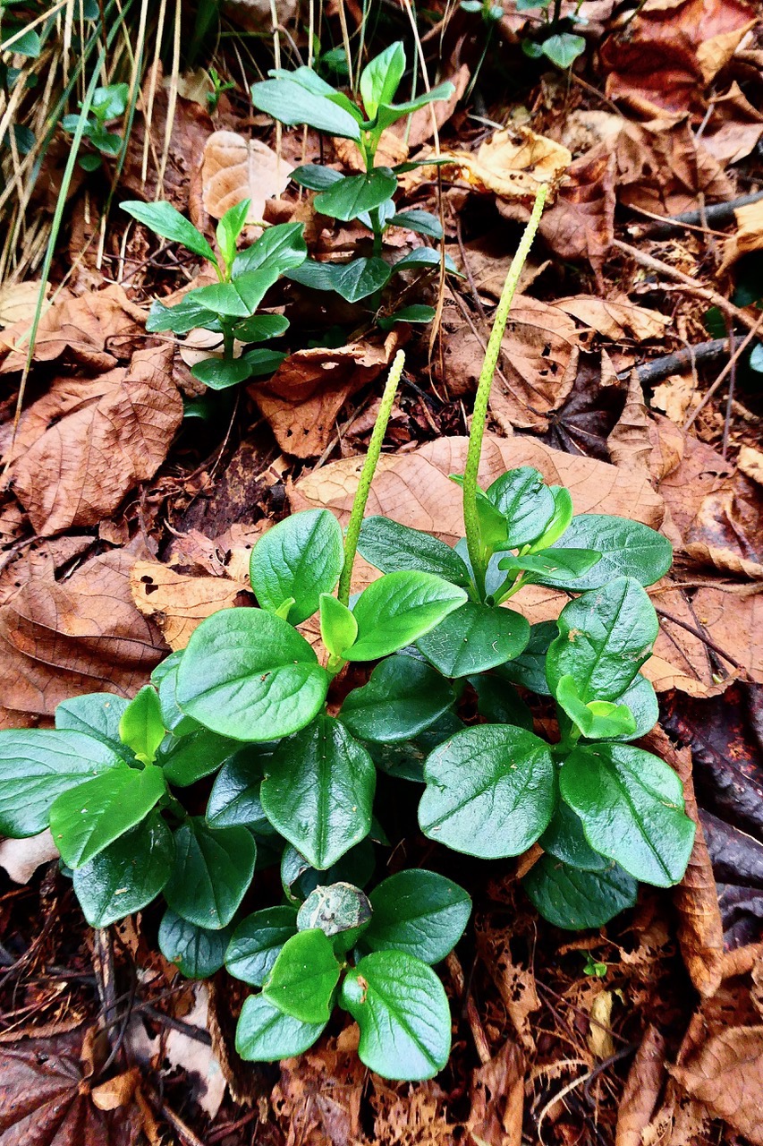 Peperomia borbonensis.pépéromie de Bourbon.piperaceae.endémique Réunion. (1).jpeg