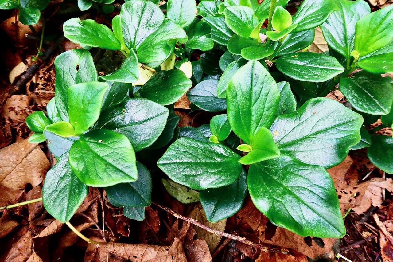 Peperomia borbonensis.pépéromie de Bourbon.piperaceae.endémique Réunion..jpeg