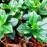 Peperomia borbonensis.pépéromie de Bourbon.piperaceae.endémique Réunion..jpeg