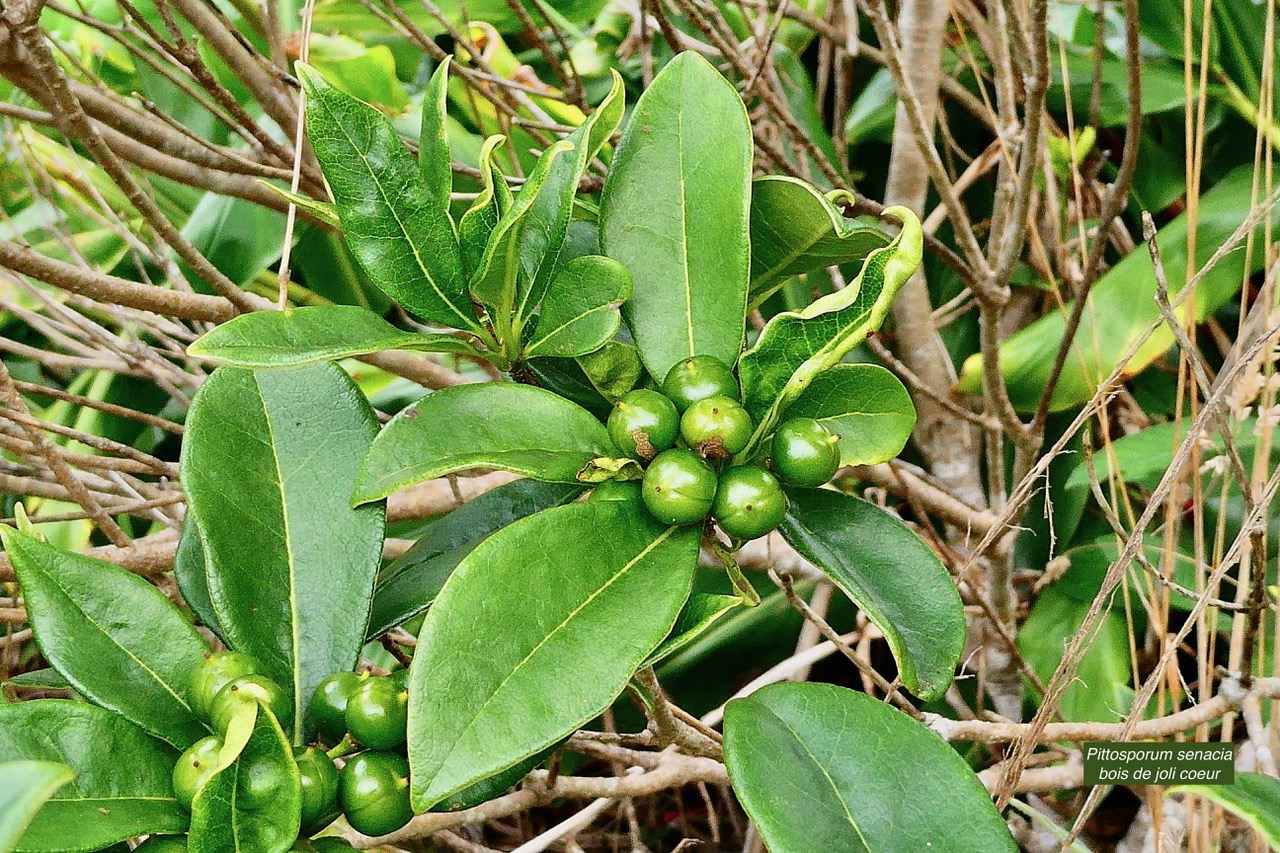 Pittosporum senacia.subsp reticulatum.bois de joli coeur des hauts ( avec fruits immatures ).pittosporaceae.endémique Réunion..jpeg