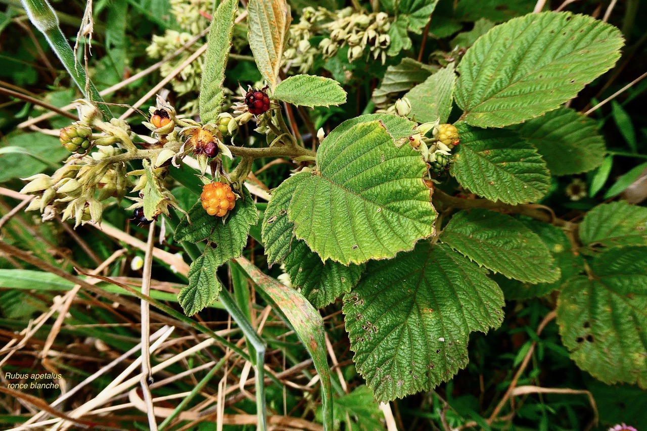 Rubus apetalus .ronce blanche .rosaceae. indigène Réunion..jpeg