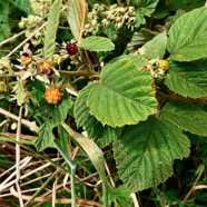 Rubus apetalus .ronce blanche .rosaceae. indigène Réunion..jpeg