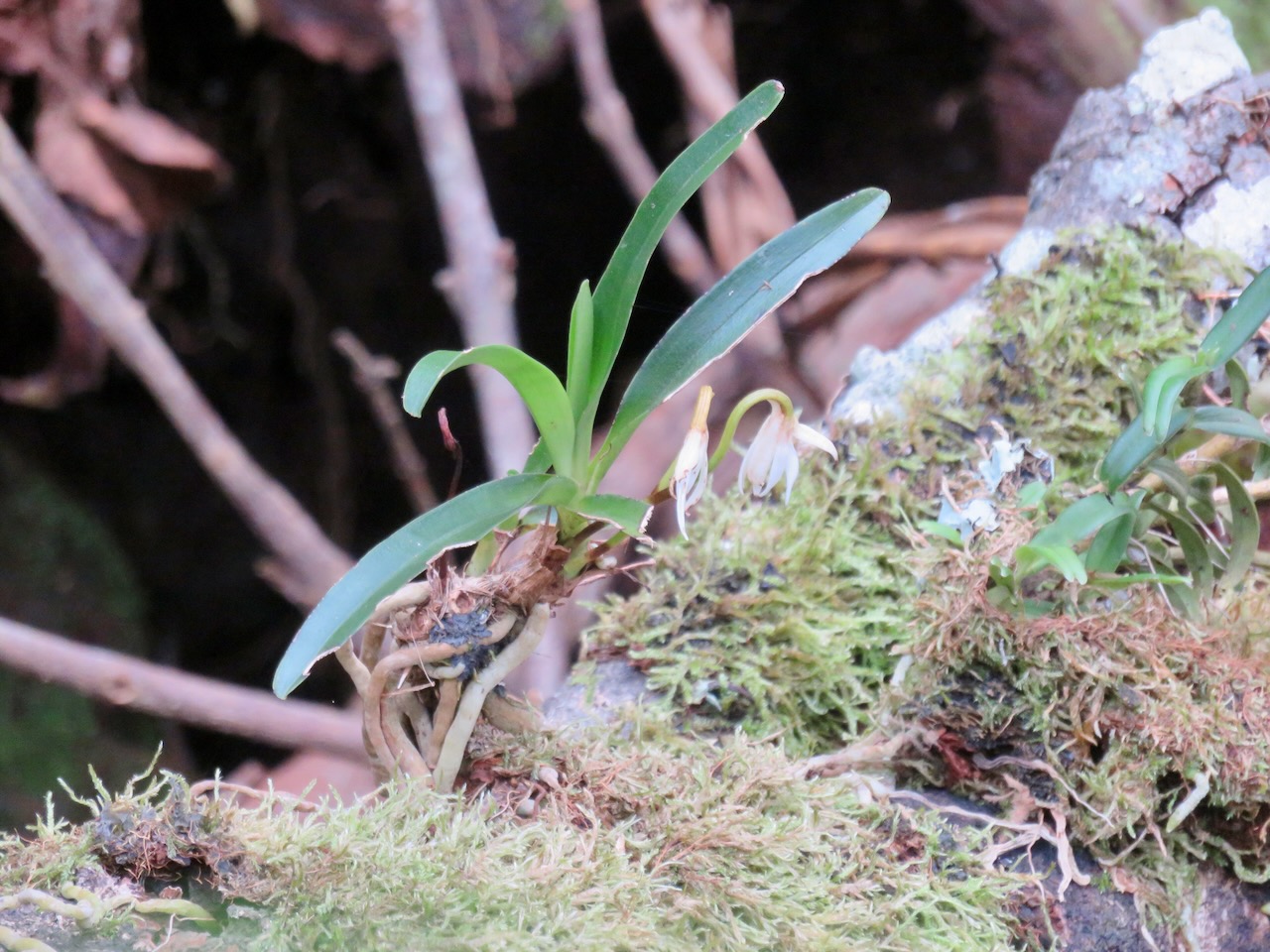 Jumellea triquetra - EPIDENDROIDEAE - Endémique Réunion (1).jpeg