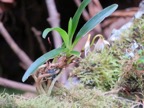 Jumellea triquetra - EPIDENDROIDEAE - Endémique Réunion (2).jpeg