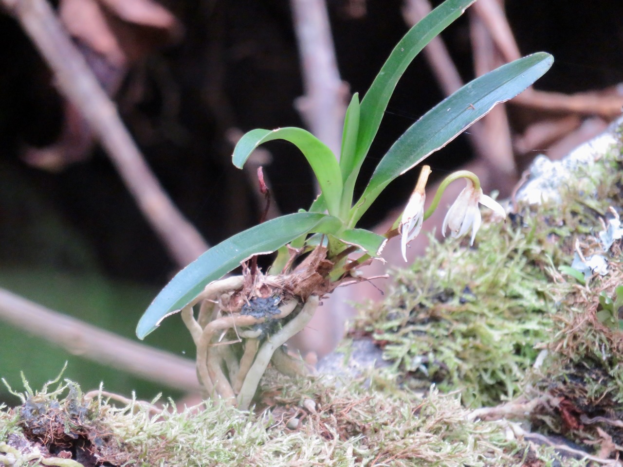 Jumellea triquetra - EPIDENDROIDEAE - Endémique Réunion (3).jpeg