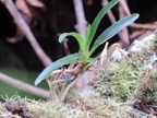 Jumellea triquetra - EPIDENDROIDEAE - Endémique Réunion (3).jpeg