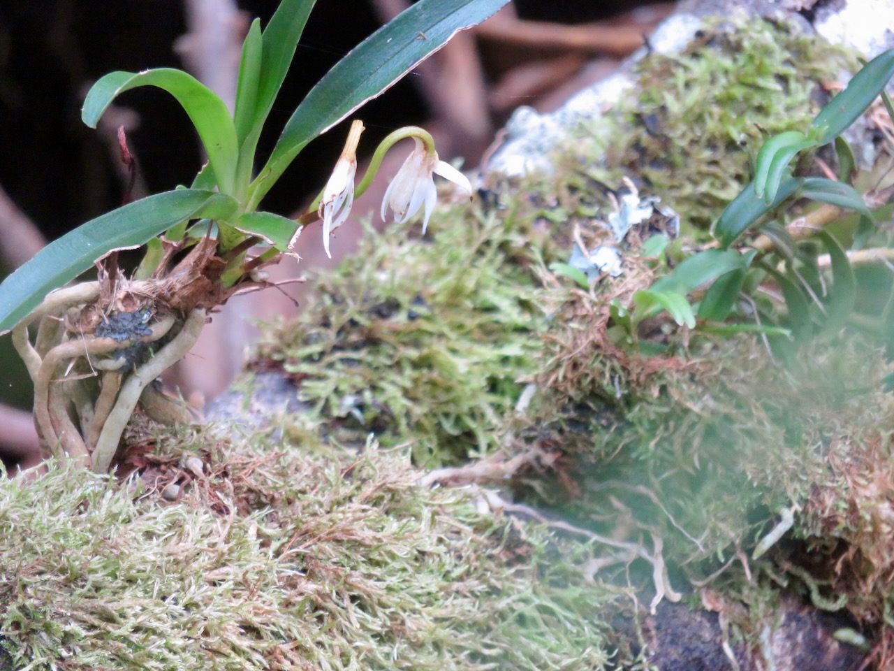 Jumellea triquetra - EPIDENDROIDEAE - Endémique Réunion (4).jpeg