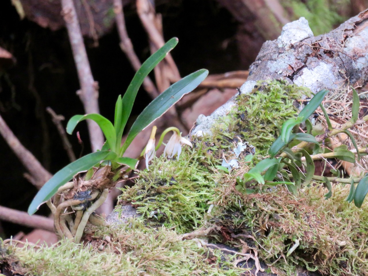 Jumellea triquetra - EPIDENDROIDEAE - Endémique Réunion.jpeg