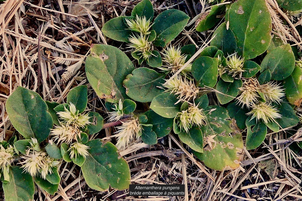 Alternanthera pungens Kunth.brède emballage à piquants.amaranthaceae.amphinaturalisé..jpeg