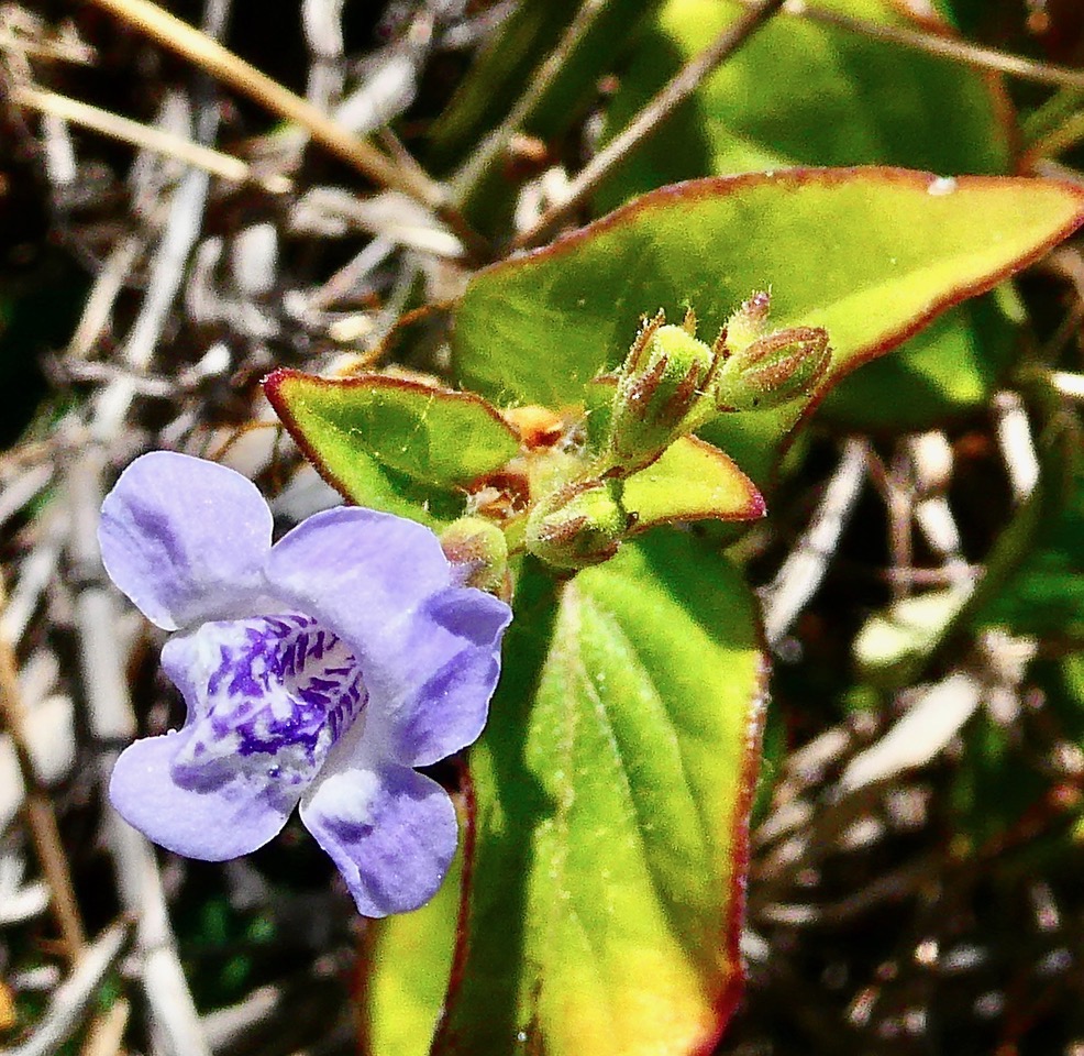 Asystasia gangetica.herbe lle rail.acanthaceae.amphinaturalisé.espèce envahissante..jpeg