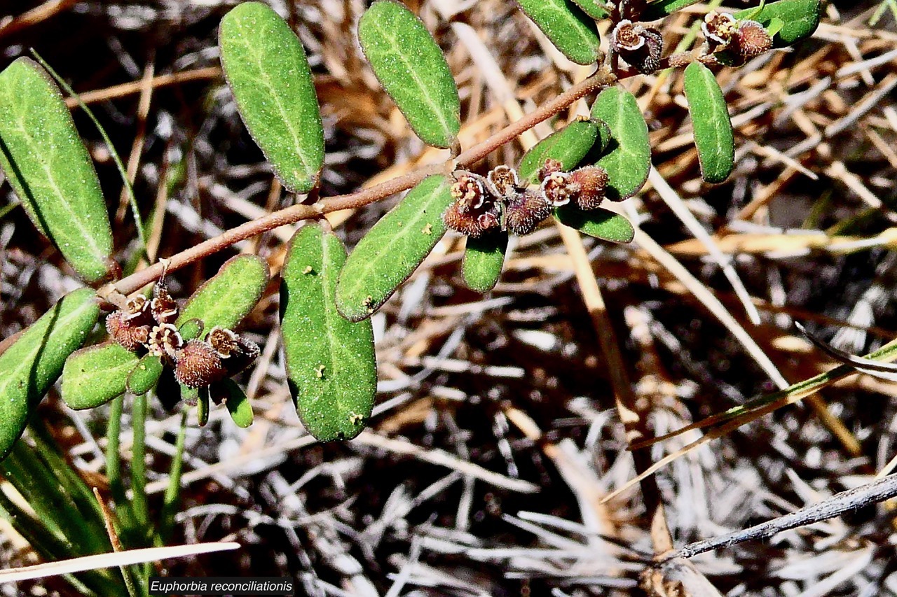 Euphorbia reconciliationis Radcl.-Sm.euphorbiaceae.endémique Réunion. (2).jpeg