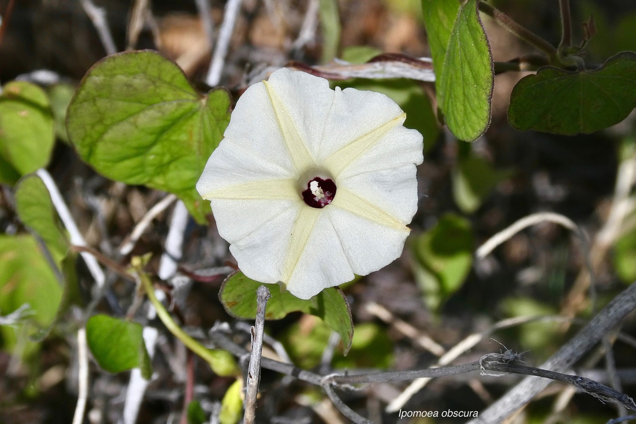 Ipomoea obscura.ipomée obscure.convolvulaceae.amphinaturalisé.espèce envahissante..jpeg