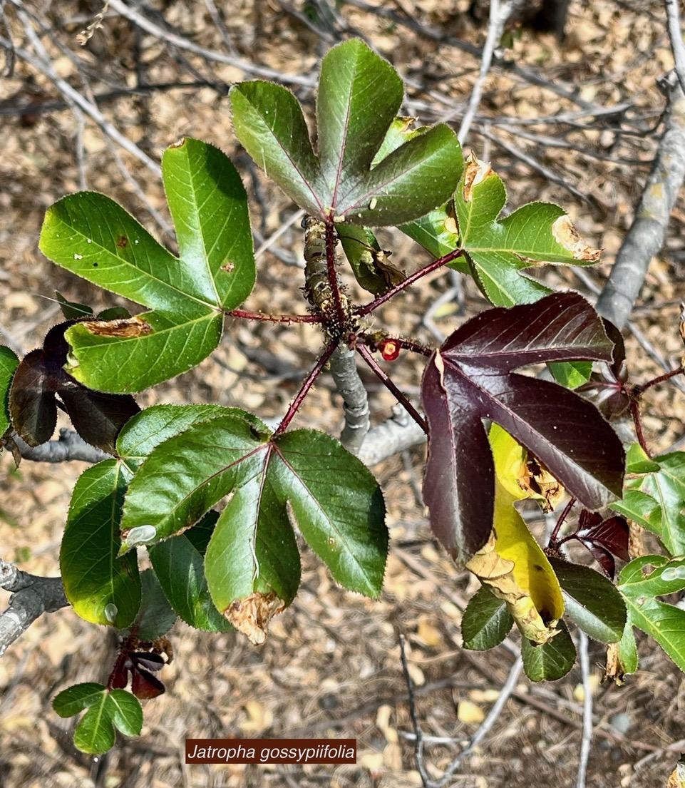 Jatropha gossypiifolia.médicinier rouge.euphorbiaceae.sténonaturalisé.espèce envahissante. (1).jpeg