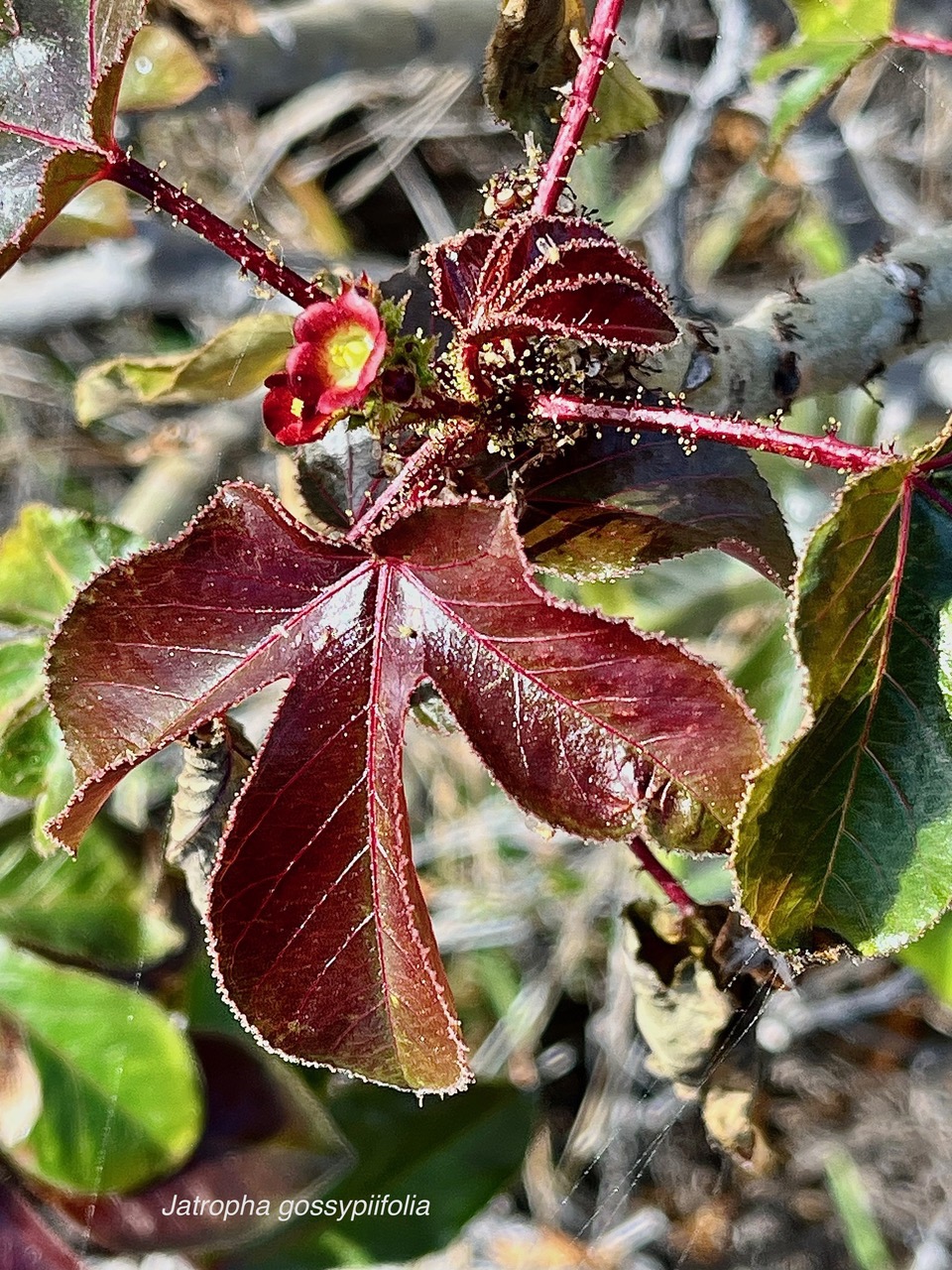 Jatropha gossypiifolia.médicinier rouge.euphorbiaceae.sténonaturalisé.espèce envahissante..jpeg