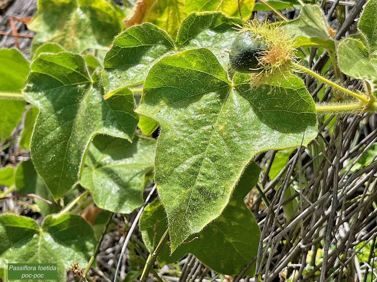 Passiflora foetida.poc-poc.Ti grenadelle. ( avec fruit immature )passifloraceae.espèce envahissante;.jpeg