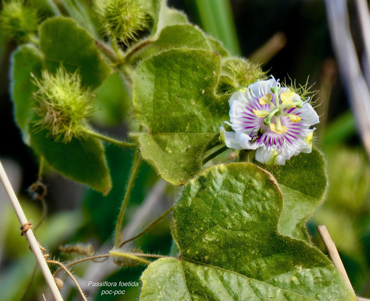 Passiflora foetida.poc-poc.Ti grenadelle.passifloraceae.espèce envahissante; (1).jpeg