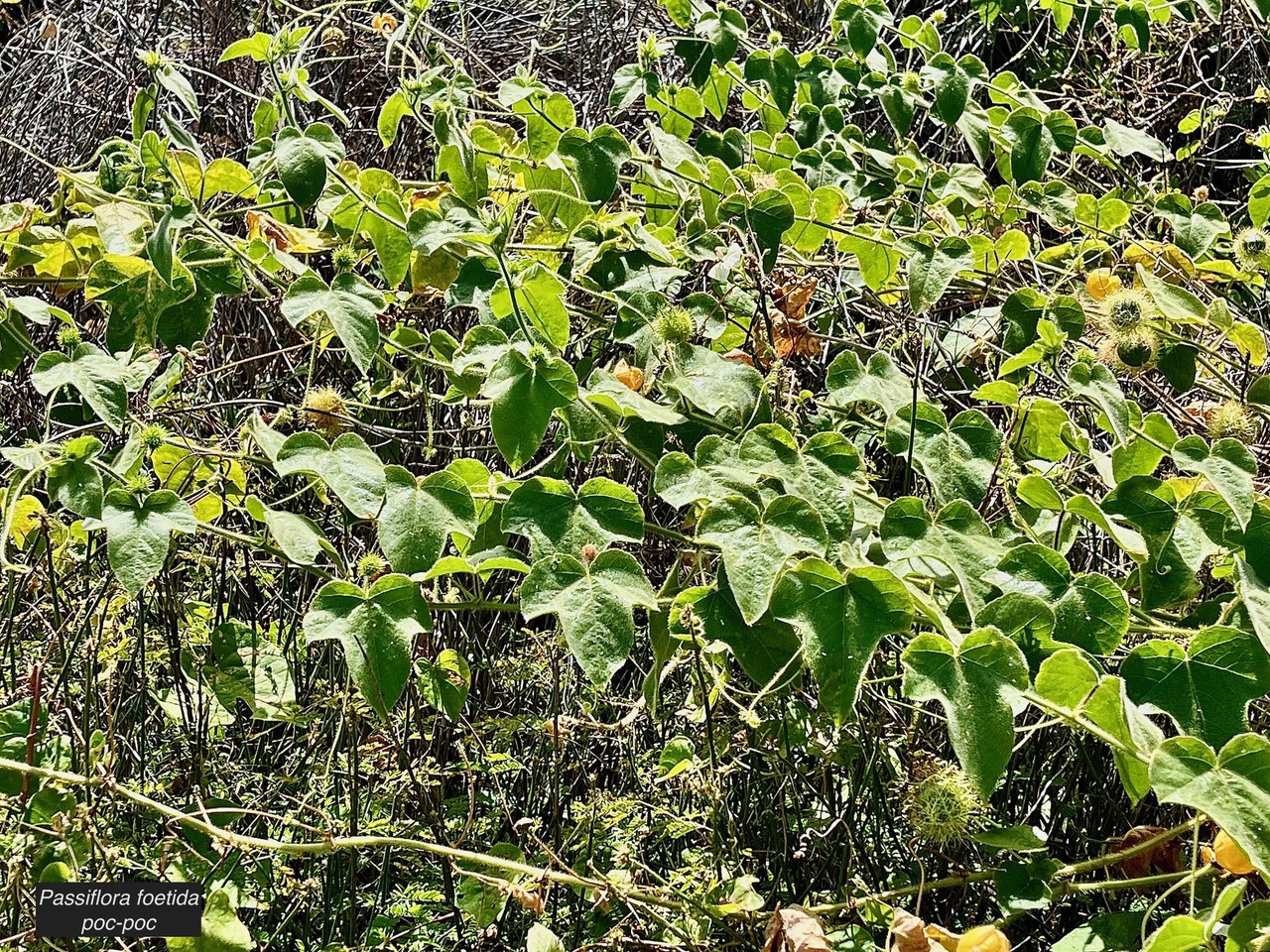 Passiflora foetida.poc-poc.Ti grenadelle.passifloraceae.espèce envahissante;.jpeg