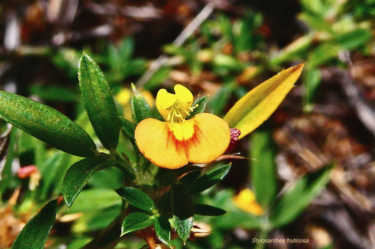 Stylosanthes fruticosa.fabaceae.indigène ? (1).jpeg