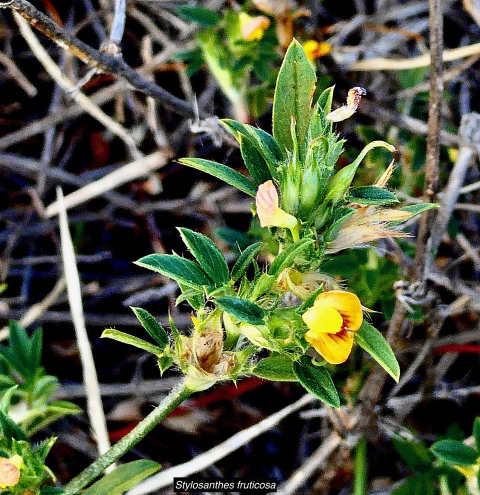 Stylosanthes fruticosa.fabaceae.indigène ? (2).jpeg