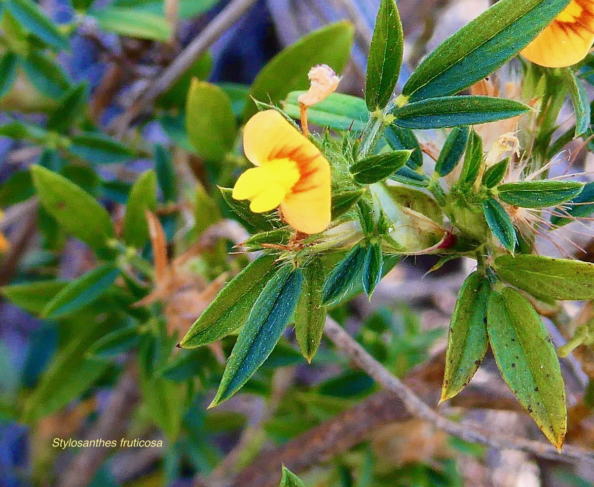 Stylosanthes fruticosa.fabaceae.indigène ?.jpeg