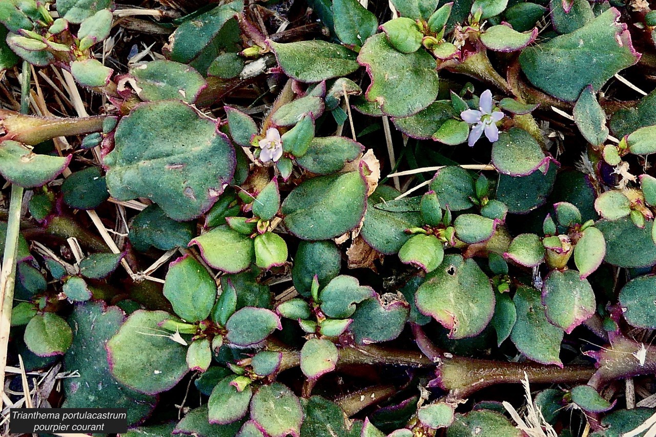 Trianthema portulacastrum.brède cacayanga pourpier courant aizoaceae. (2).jpeg