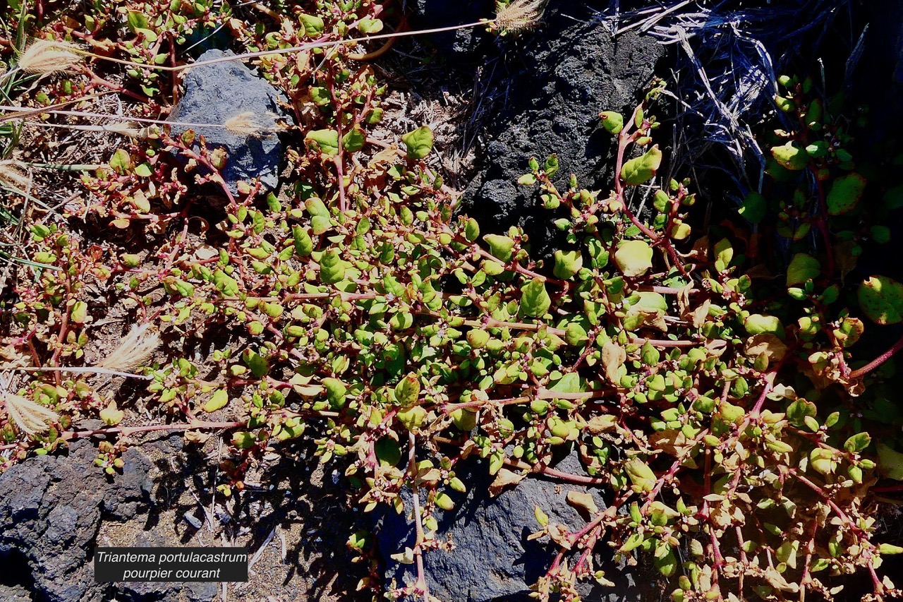 Trianthema portulacastrum.brède cacayanga pourpier courant aizoaceae. (3).jpeg