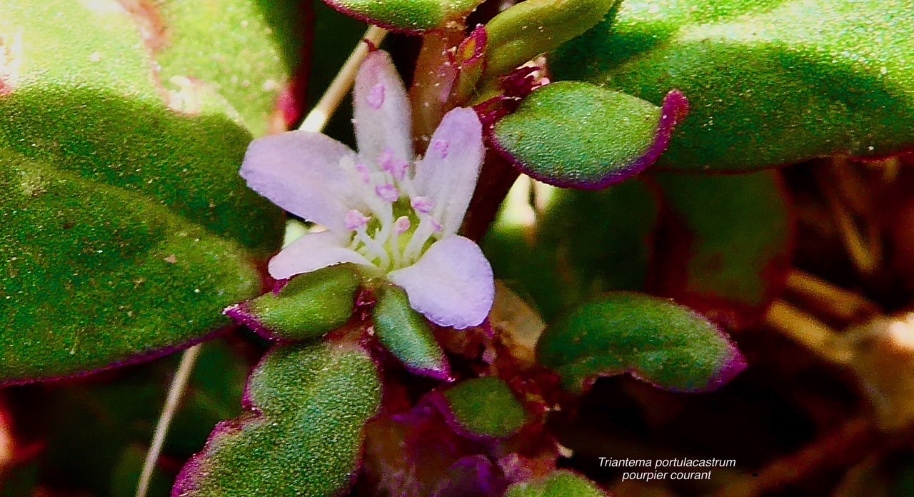 Trianthema portulacastrum.brède cacayanga pourpier courant aizoaceae..jpeg