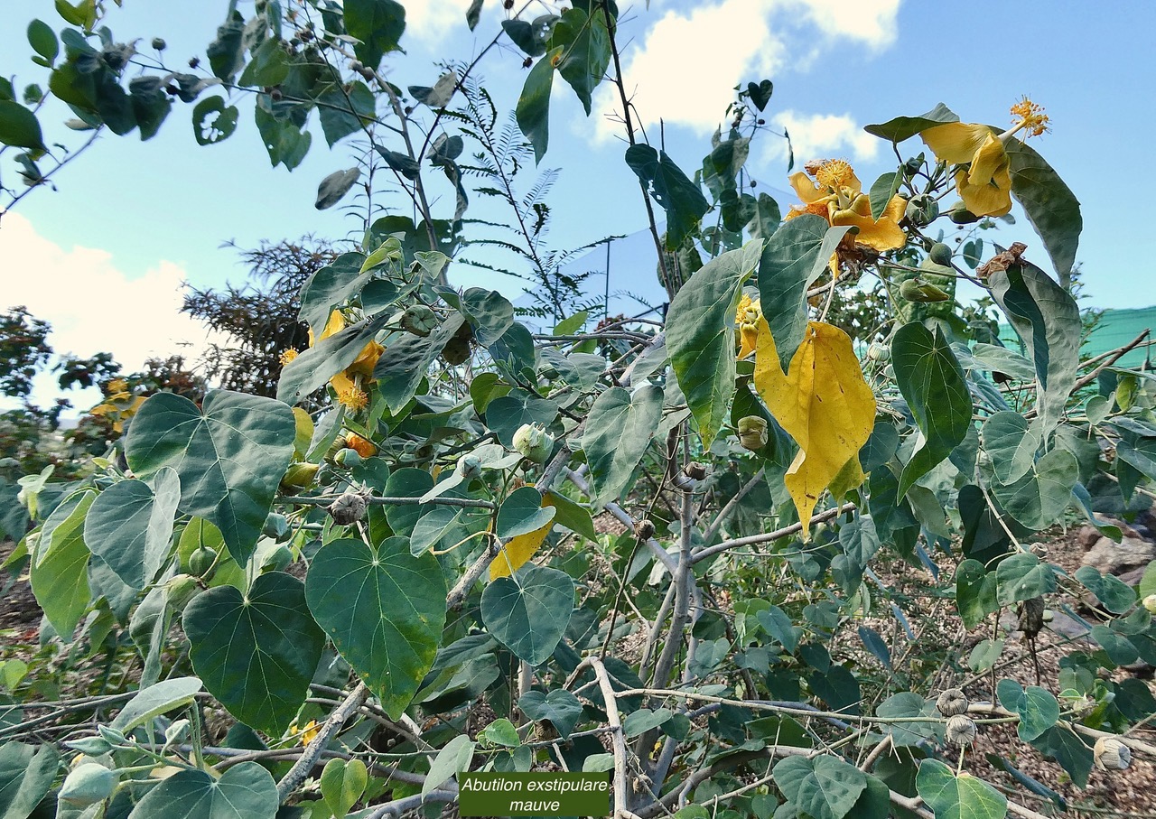 Abutilon exstipulare (Cav.)G.Don  .mauve. malvaceae.endémique Réunion. (1).jpeg