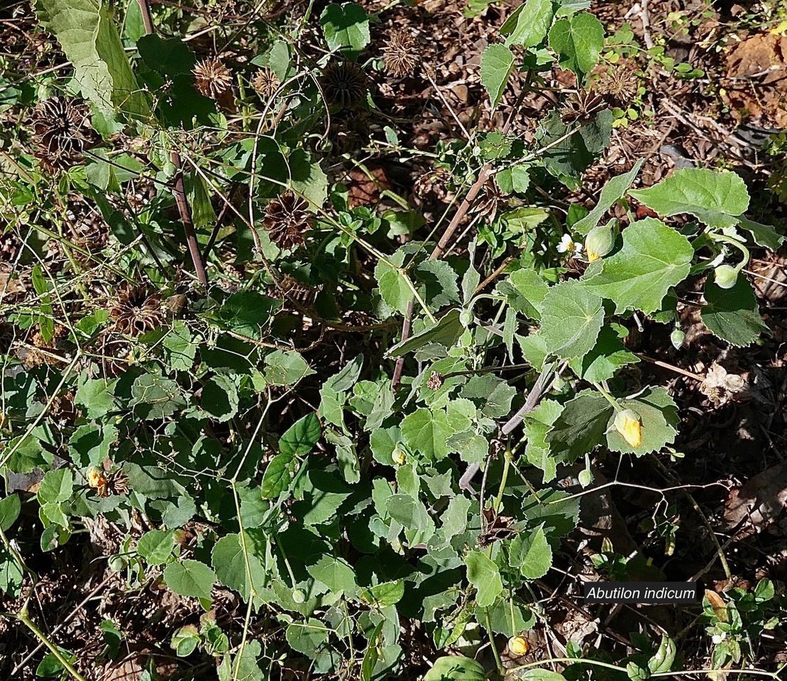 Abutilon indicum.mauve du pays.malvaceae.assimilé indigène..jpeg