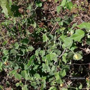 Abutilon indicum.mauve du pays.malvaceae.assimilé indigène..jpeg