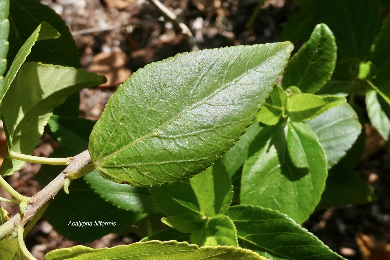 Acalypha filiformis Poir.euphorbiaceae.endémique Madagascar.Comores.Mascareignes. (1).jpeg