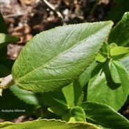 Acalypha filiformis Poir.euphorbiaceae.endémique Madagascar.Comores.Mascareignes. (1).jpeg