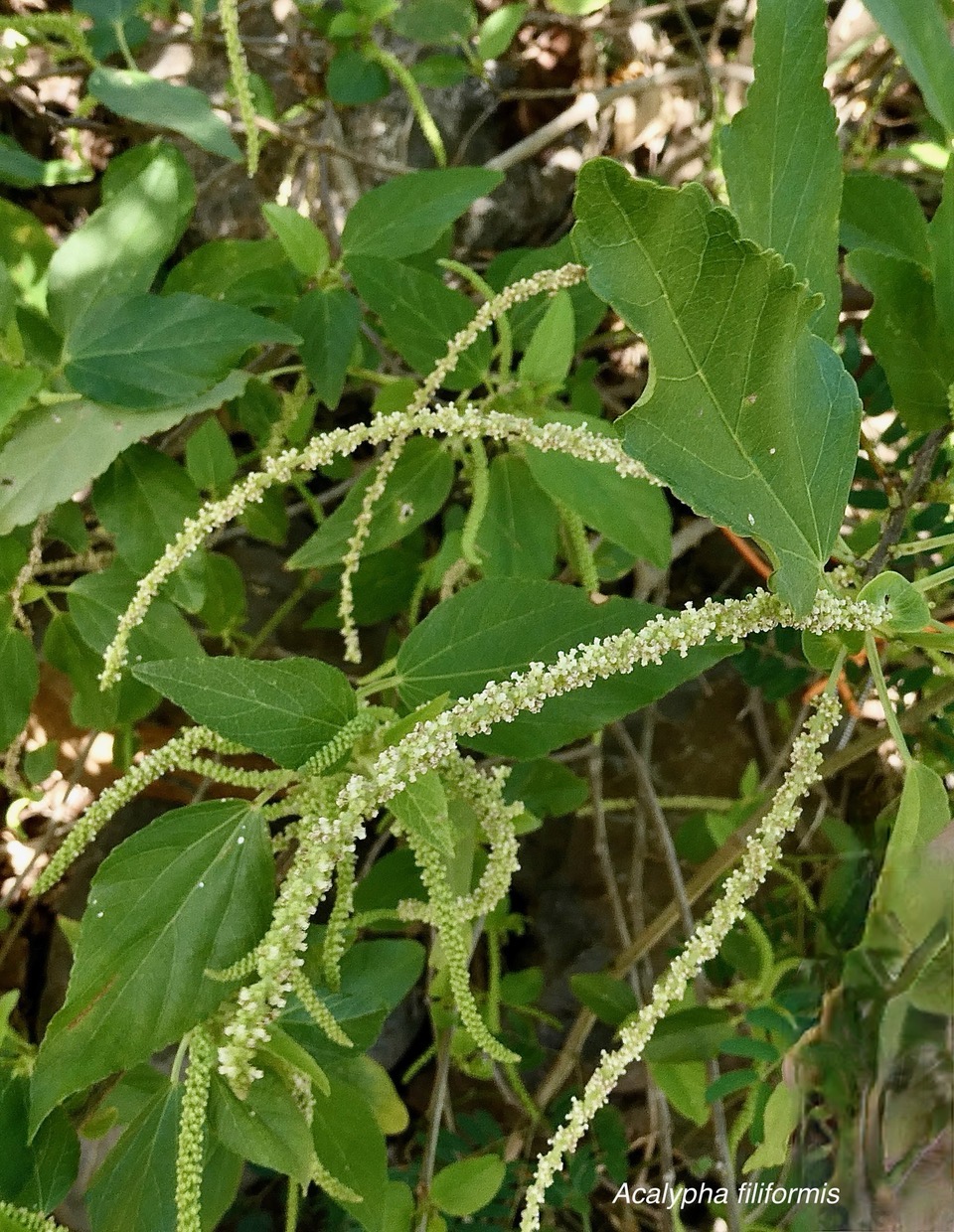 Acalypha filiformis Poir.euphorbiaceae.endémique Madagascar.Comores.Mascareignes. (2).jpeg