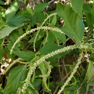 Acalypha filiformis Poir.euphorbiaceae.endémique Madagascar.Comores.Mascareignes. (2).jpeg