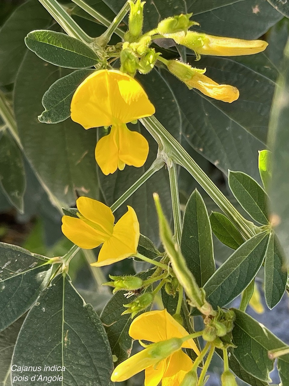 Cajanus indicus.(Cajanus cajan).pois d’Angole. fabaceae.espèce cultivée. (1).jpeg