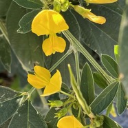 Cajanus indicus.(Cajanus cajan).pois d’Angole. fabaceae.espèce cultivée. (1).jpeg