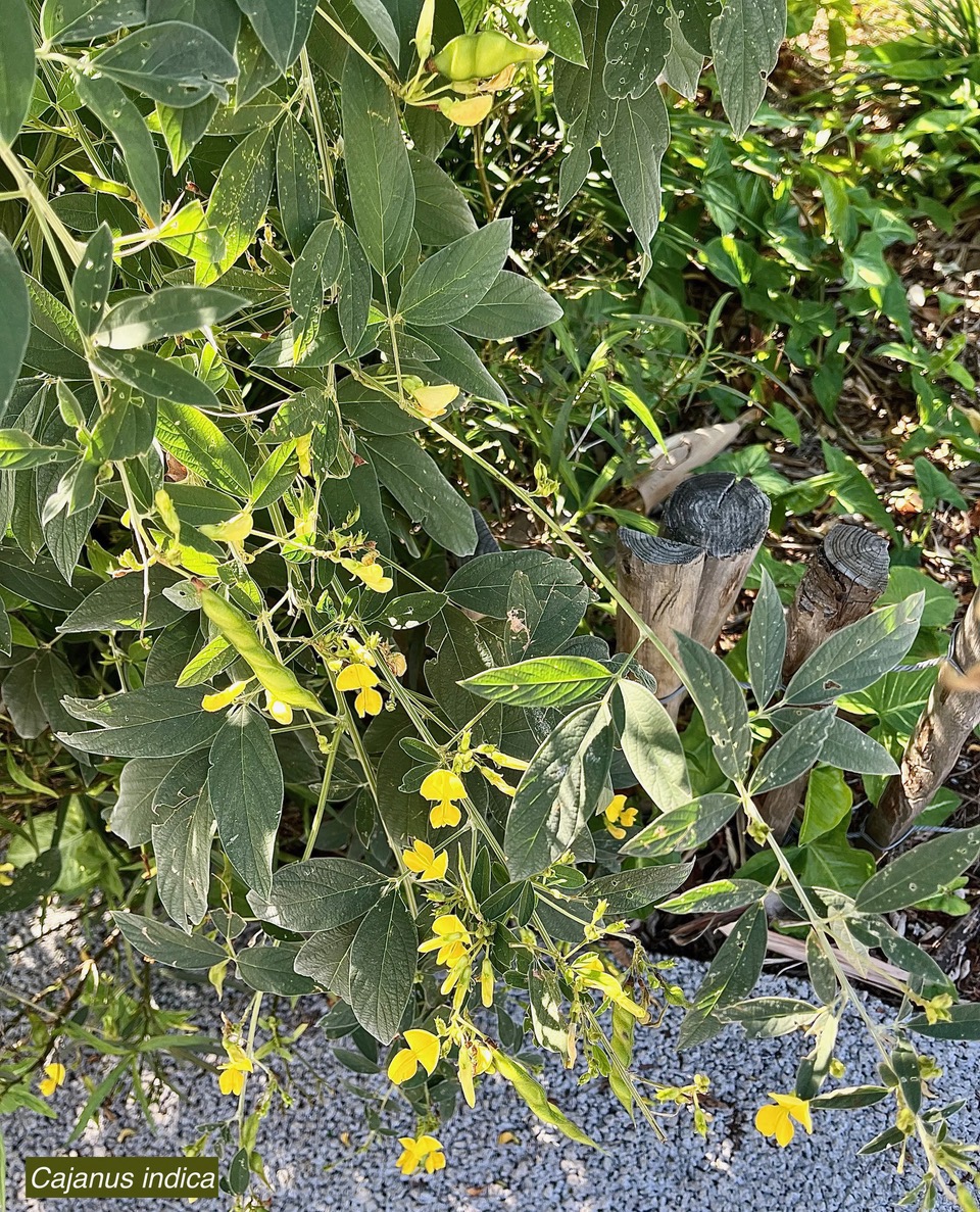 Cajanus indicus.(Cajanus cajan).pois d’Angole. fabaceae.espèce cultivée..jpeg